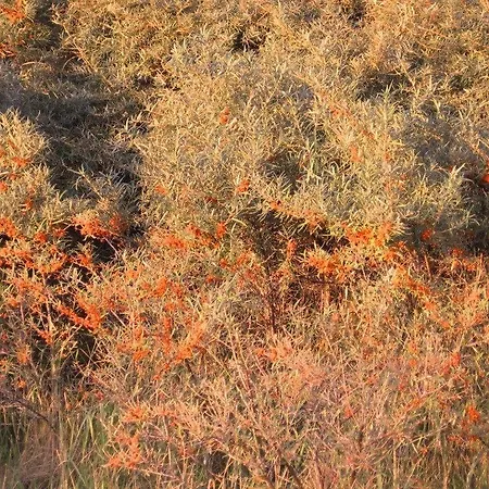 Apartamento Reet-maisonete-hausteil-sonnenkamp Groß Zicker