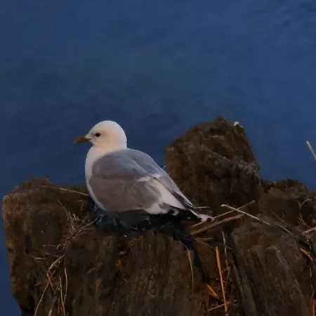 Reet-maisonete-hausteil-sonnenkamp * Groß Zicker