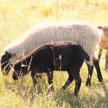 Reet-maisonete-hausteil-sonnenkamp * Groß Zicker