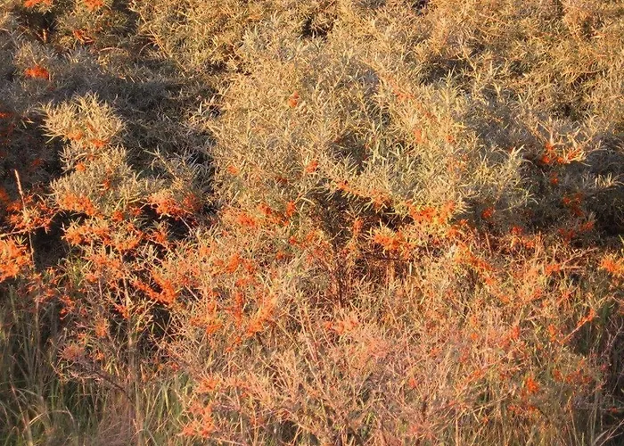 公寓 Reet-maisonete-hausteil-sonnenkamp Groß Zicker