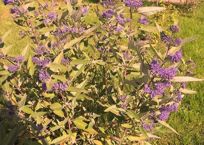 公寓 Reet-maisonete-hausteil-sonnenkamp Groß Zicker
